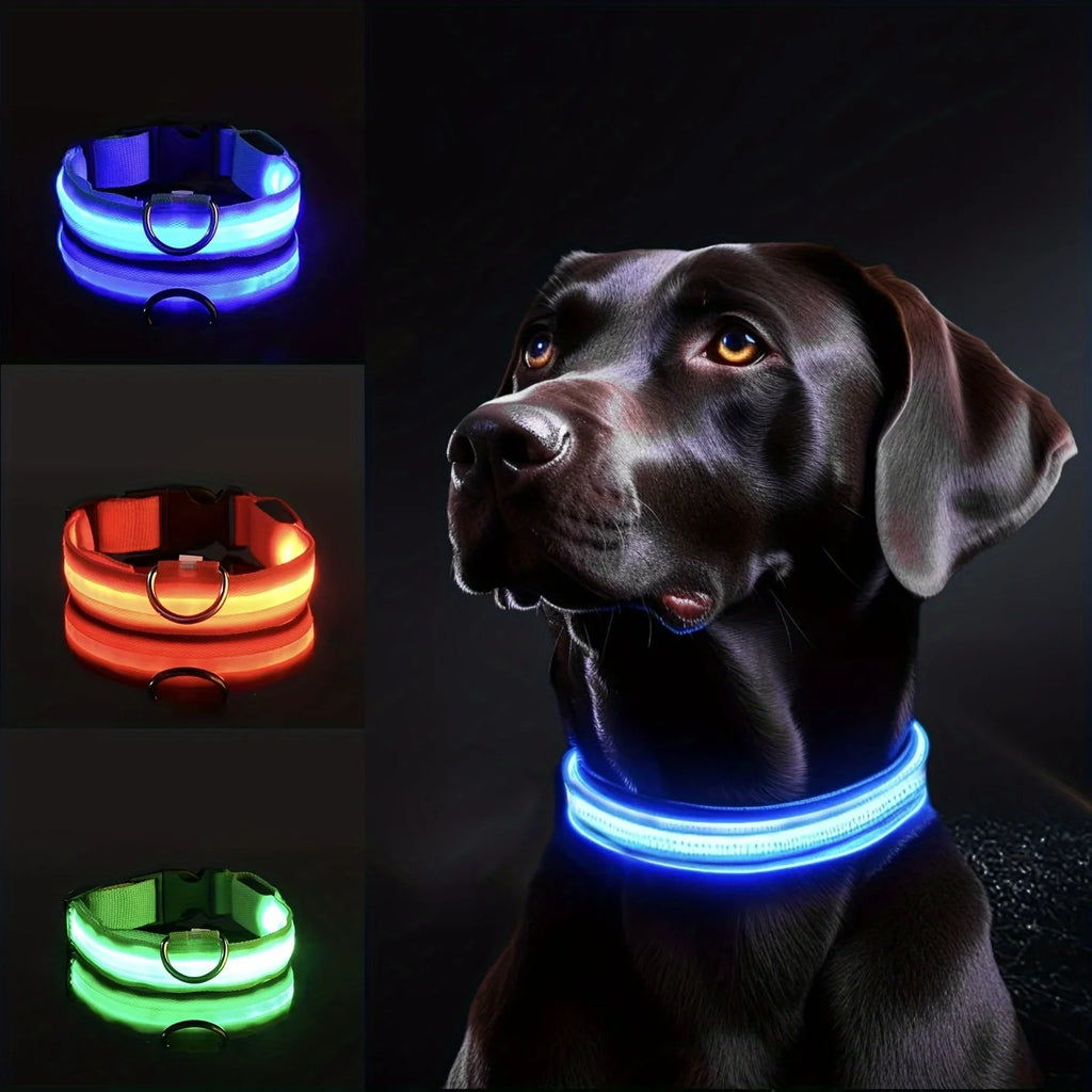 Pawenex LED dog collar with night visibility on the dog