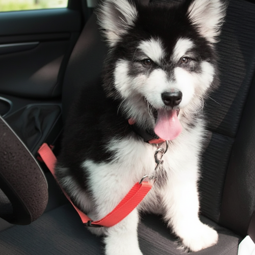 Köpek Emniyet Kemeri - Husky