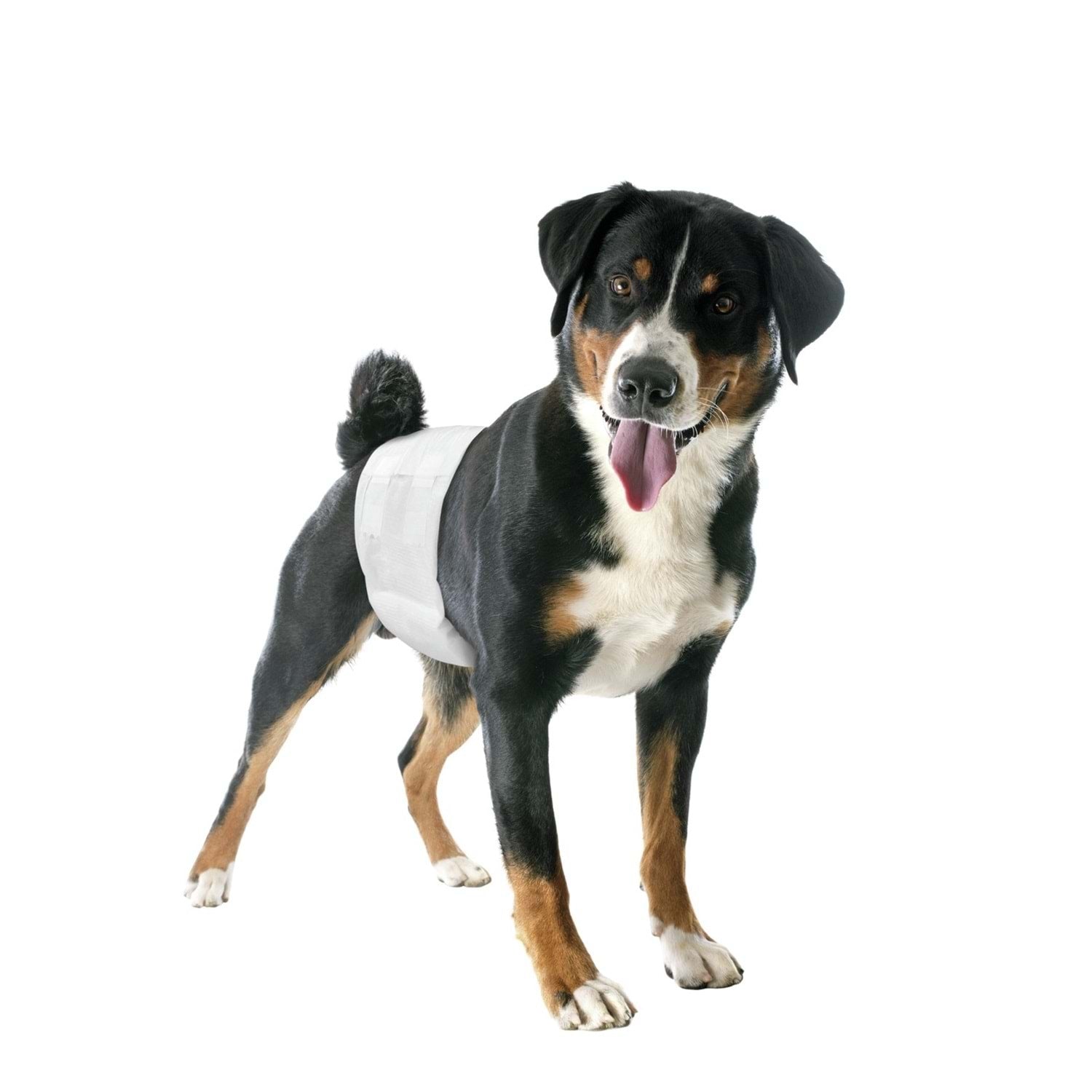 Erkek Köpekler İçin Lastikli Bezler L Beden (60/80 cm)